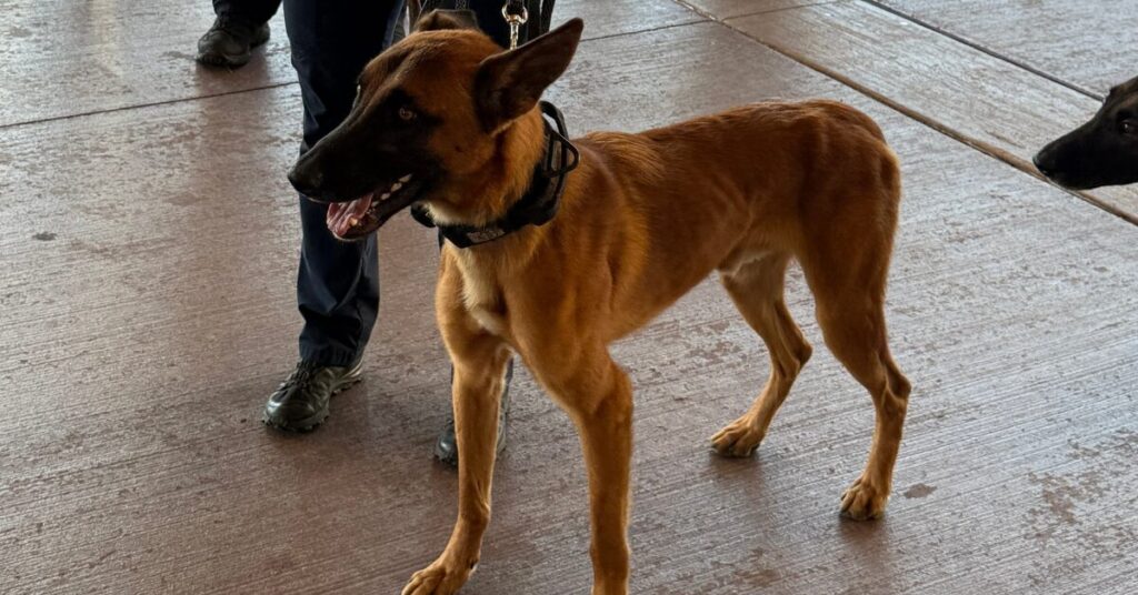 K9 Officer