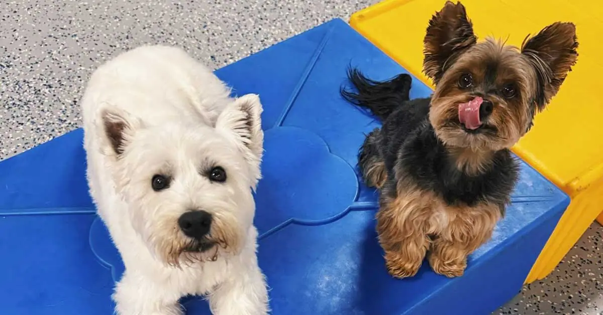 Digs for Dogs