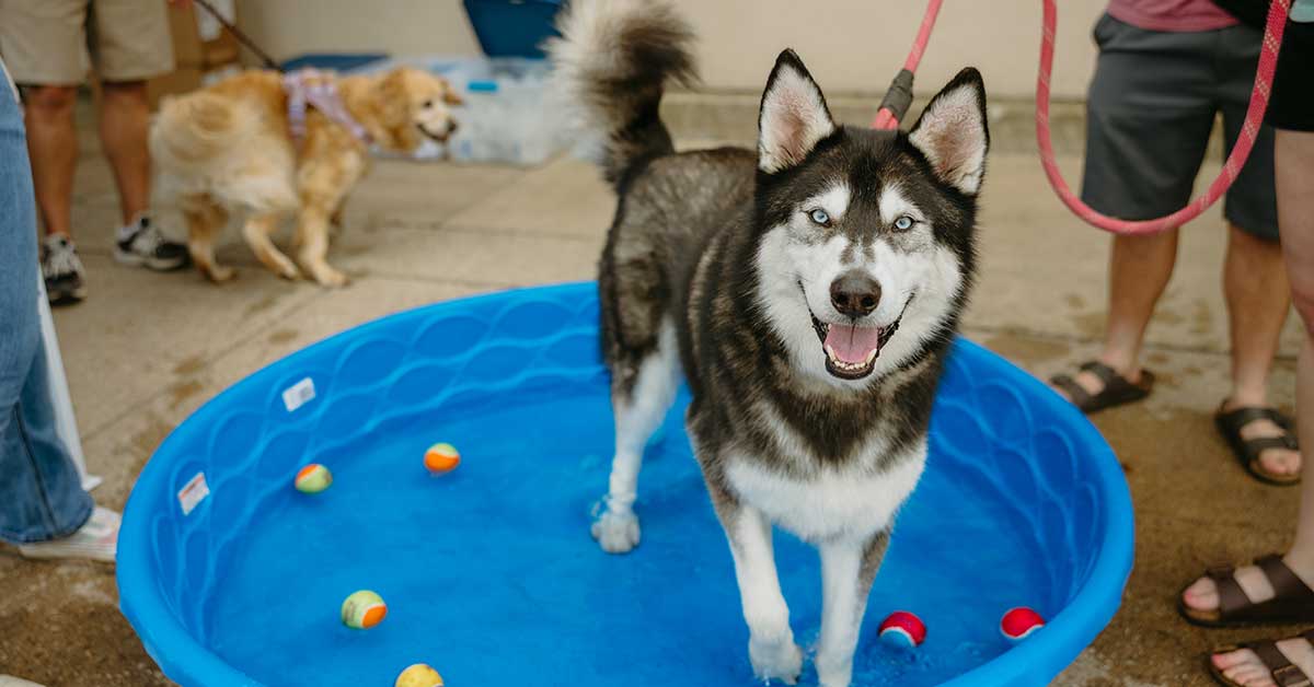 Digs Dog Care Munster